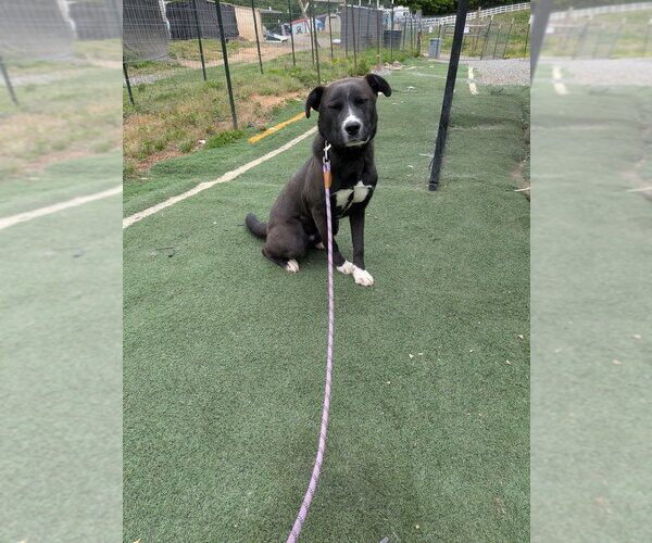 Medium Photo #7 Labrador Retriever-Unknown Mix Puppy For Sale in garner, NC, USA