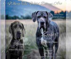 Great Dane Puppy for sale in GREENVILLE, NC, USA