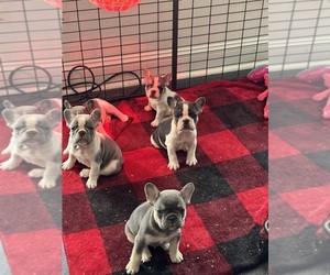 French Bulldog Puppy for Sale in HILTON, New York USA