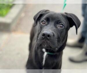 American Pit Bull Terrier-Labrador Retriever Mix Dogs for adoption in Santa Rosa, CA, USA