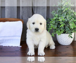 Puppy Fina English Cream Golden Retriever