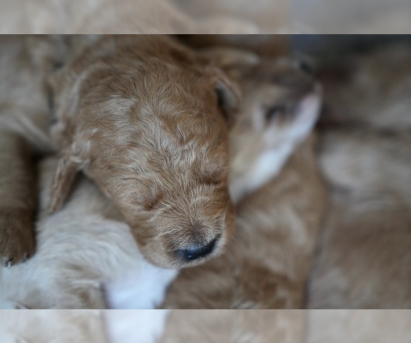 Medium Photo #2 Goldendoodle (Miniature) Puppy For Sale in DALLAS, OR, USA