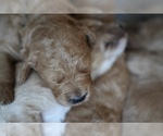 Small #1 Goldendoodle (Miniature)