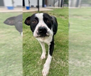 Mutt Dogs for adoption in Temple, TX, USA