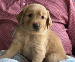 Medium Golden Retriever