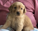 Puppy Lt Blue Girl Golden Retriever