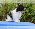 Small #8 Poodle (Toy)