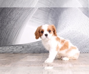 Cavalier King Charles Spaniel Puppy for sale in WESTPOINT, IN, USA