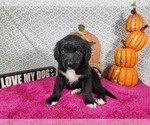 Puppy Trixie Golden Mountain Dog