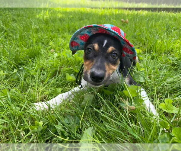 Medium Photo #37 Treeing Walker Coonhound-Unknown Mix Puppy For Sale in Germantown, OH, USA