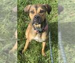 Small American Staffordshire Terrier Mix