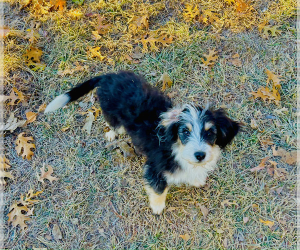 Medium Photo #1 Bernedoodle (Miniature) Puppy For Sale in BLUE SPRINGS, MO, USA