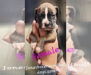 Boxer Puppy for sale in DENISON, TX, USA
