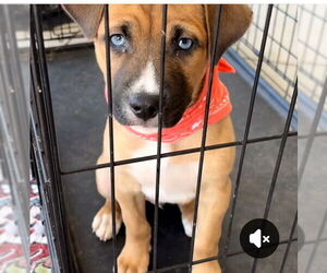 Mutt Dogs for adoption in The Woodlands, TX, USA