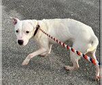 Small #4 American Pit Bull Terrier-Staffordshire Bull Terrier Mix