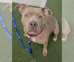 American Pit Bull Terrier Dogs for adoption in Fort Lauderdale, FL, USA