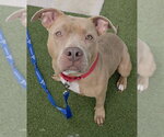 TWIN - Female American Pit Bull Terrier Dog for Adoption - Small photo