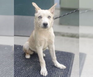 Siberian Husky-Unknown Mix Dogs for adoption in Placerville, CA, USA