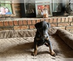 Small Photo #9 Doberman Pinscher Puppy For Sale in CLAREMORE, OK, USA