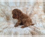 Small Photo #5 Poodle (Miniature) Puppy For Sale in HOMELAND, CA, USA