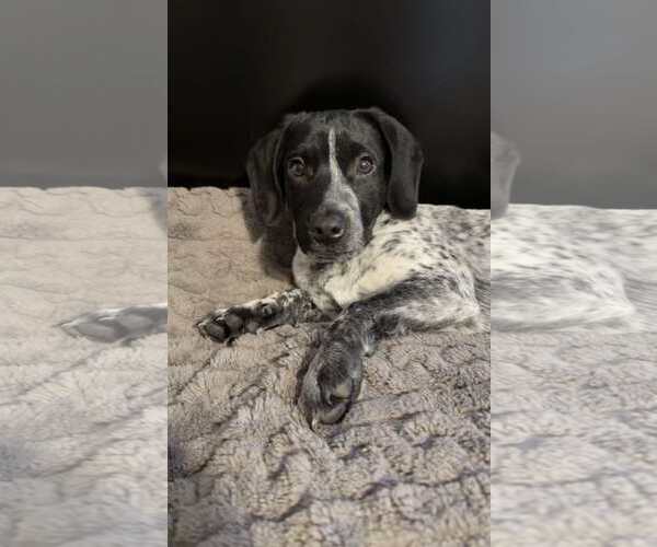 Medium Photo #13 Bluetick Coonhound-Unknown Mix Puppy For Sale in pomfret, CT, USA