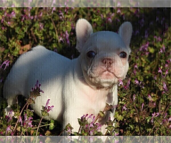 Medium Photo #3 French Bulldog Puppy For Sale in WINTER PARK, FL, USA