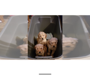 Golden Retriever-Goldendoodle Mix Puppy for sale in SOUTHFIELD, MI, USA