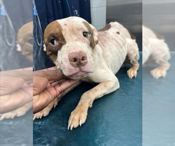 Medium Photo #1 American Bulldog-Unknown Mix Puppy For Sale in Mobile, AL, USA