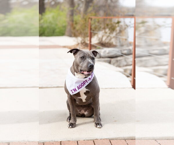 Medium Photo #3 Mutt Puppy For Sale in Crete, IL, USA