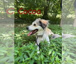 Small #1 Collie Mix