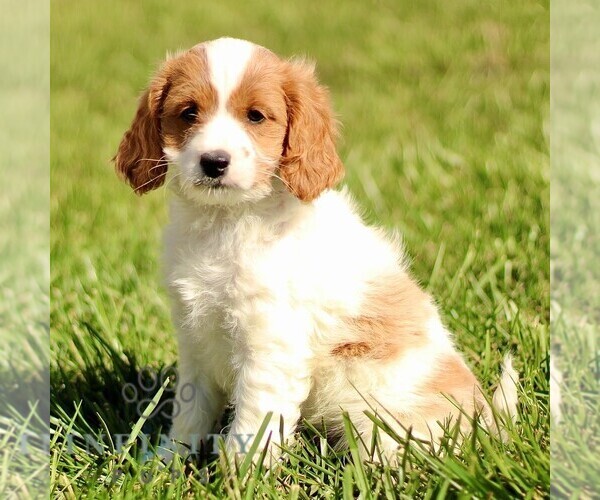 Medium Photo #3 Cavapoo Puppy For Sale in BIRD IN HAND, PA, USA