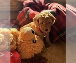 Small #8 Goldendoodle (Miniature)