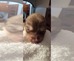 Puppy Daisy Alaskan Malamute