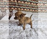 Small #12 Chihuahua