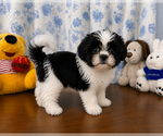 Small #2 Shih Tzu
