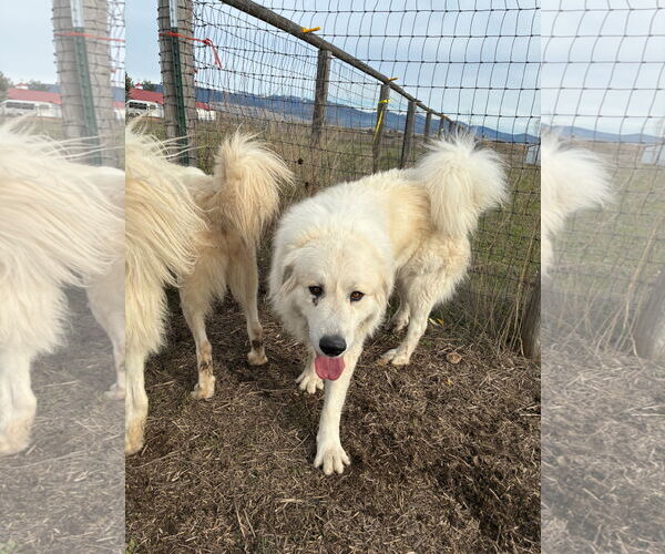 Medium Photo #3 Great Pyrenees Puppy For Sale in Missoula, MT, USA