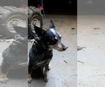 Small Photo #2 Australian Cattle Dog Puppy For Sale in FERRUM, VA, USA