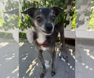 Blanche - Female Chihuahua Dog for Adoption - Photo #2