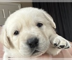 Small Photo #29 Labrador Retriever Puppy For Sale in GOODYEAR, AZ, USA