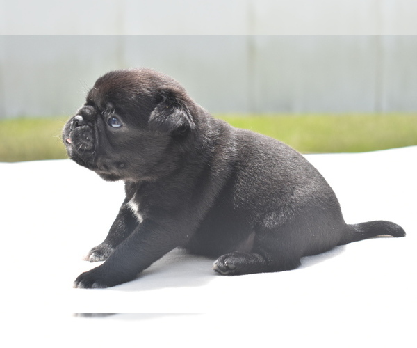 Medium Photo #3 Pug Puppy For Sale in PALM COAST, FL, USA