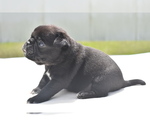 Small #2 Pug