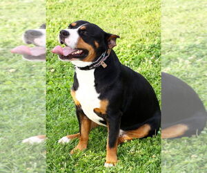 American Pit Bull Terrier Dogs for adoption in Evansville, IN, USA
