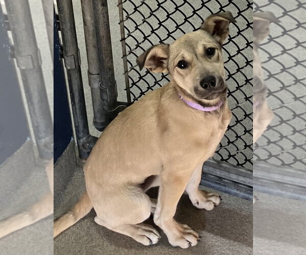 Medium Photo #1 Mutt Puppy For Sale in Sterling, MA, USA