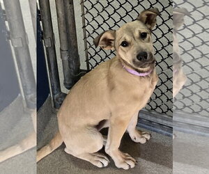 Mutt Dogs for adoption in Sterling, MA, USA