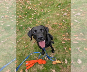 Labrador Retriever Dogs for adoption in Gloversville, NY, USA