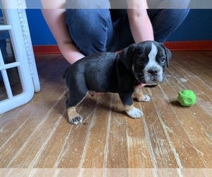 Olde English Bulldogge Puppy for sale in MIDWEST CITY, OK, USA