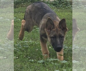 German Shepherd Dog Puppy for sale in RIGA, MI, USA