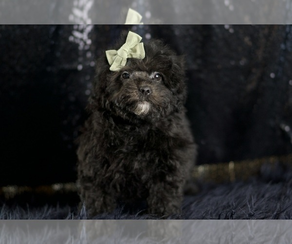 Medium Photo #4 Poodle (Toy) Puppy For Sale in WARSAW, IN, USA