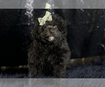 Small Photo #4 Poodle (Toy) Puppy For Sale in WARSAW, IN, USA