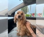 Small #1 Cocker Spaniel
